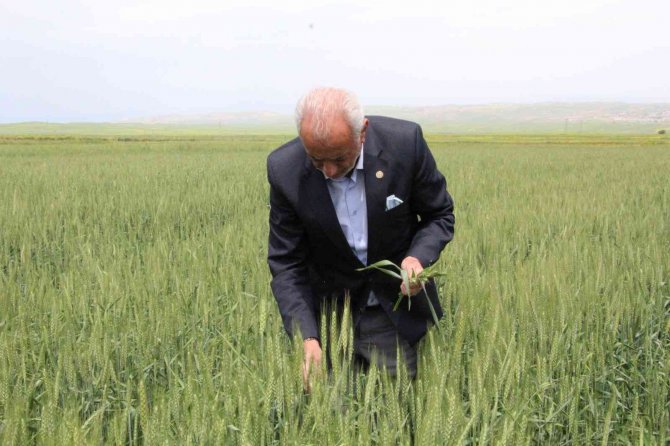 Siirtli Çiftçiler Rekor Düzeyde Ürün Bekliyor