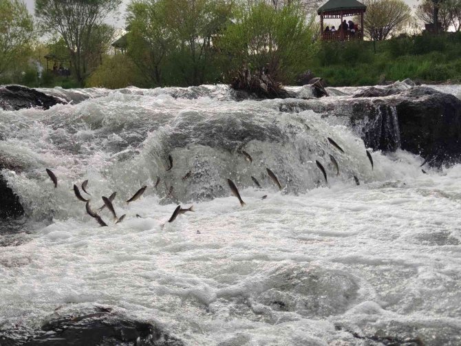 İ̇nci Kefalinin Yumurta Bırakmak İçin 23 Kilometrelik Serüveni
