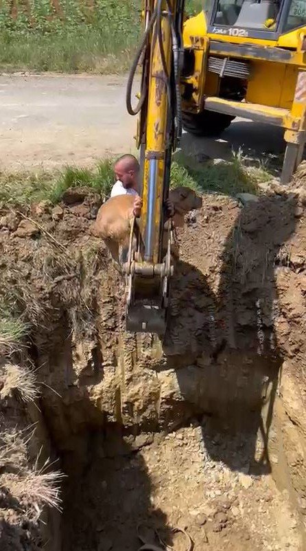 Çukurdaki Köpek Kepçeyle Kurtarıldı
