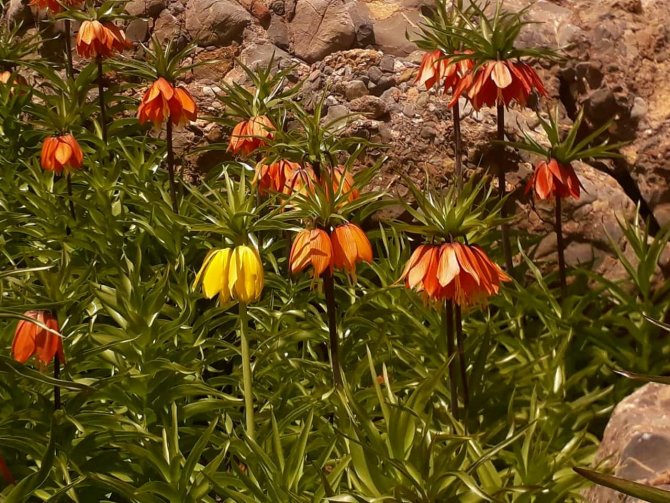 Tunceli’de Ters Lale İçin Turlar Düzenleniyor