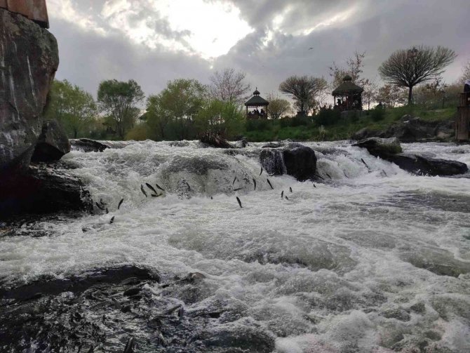 İ̇nci Kefalinin Yumurta Bırakmak İçin 23 Kilometrelik Serüveni