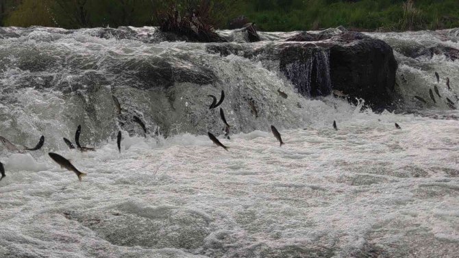 İ̇nci Kefalinin Yumurta Bırakmak İçin 23 Kilometrelik Serüveni