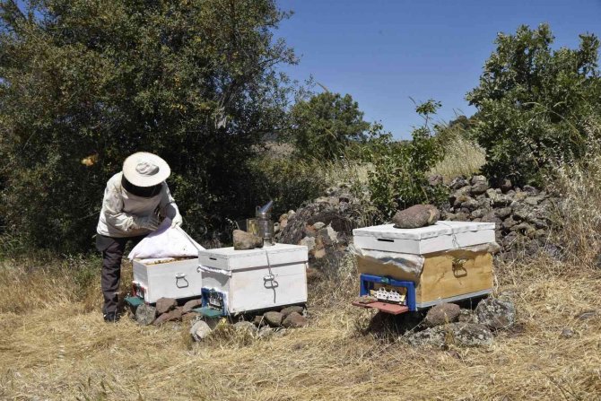 Bal Üreticisi Dağıtılan Kovanlardan Memnun