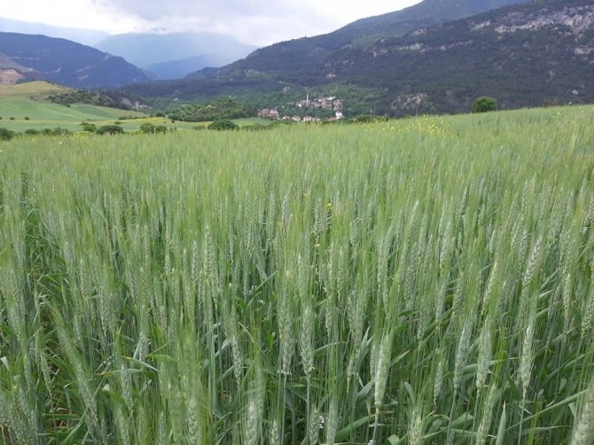 Karabük’te Hububat Düşmanı Süneye Karşı Çalışma Başlatıldı