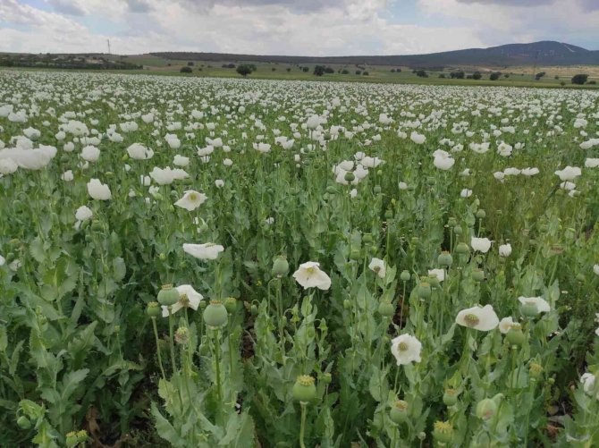 Afyonkarahisar’da Bu Yıl En Çok Haşhaş Dinar’da Ekildi