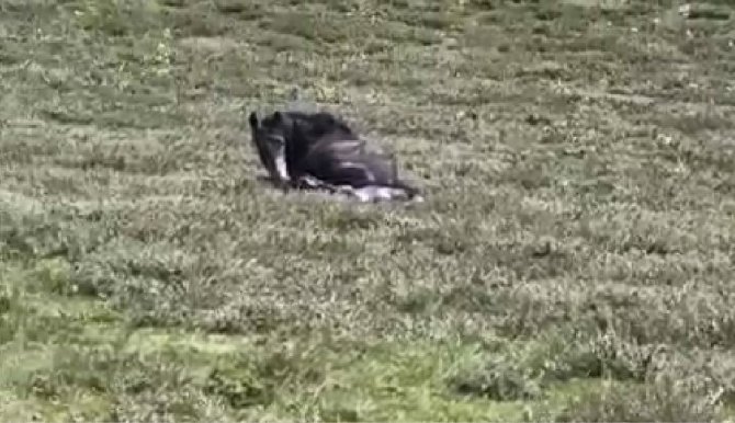 Yılkı Atının Doğum Anı Saniye Saniye Görüntülendi