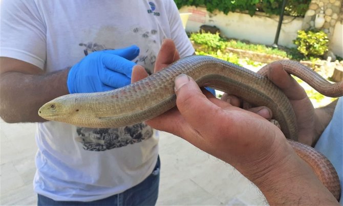 Yaşam Alanları Azalan Oluklu Kertenkelelerine Dikkat Çekildi