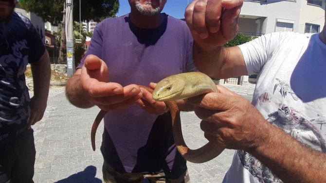 Yaşam Alanları Azalan Oluklu Kertenkelelerine Dikkat Çekildi