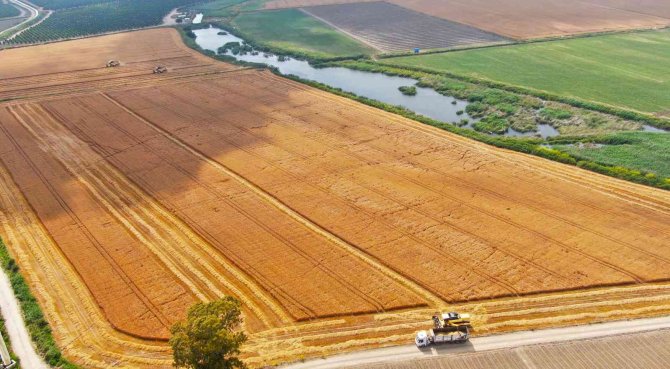Ukrayna-rusya Savaşıyla Önemi Artan Buğdayın Adana’da Hasadı Başladı