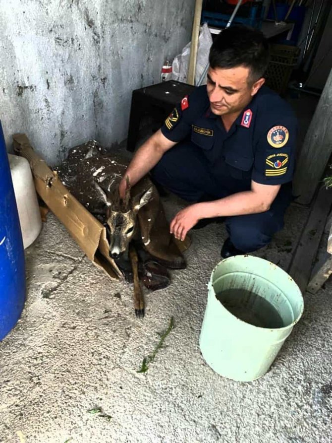 Jandarma Ekiplerinin Bulduğu Yaralı Karaca Tedavi Altına Alındı