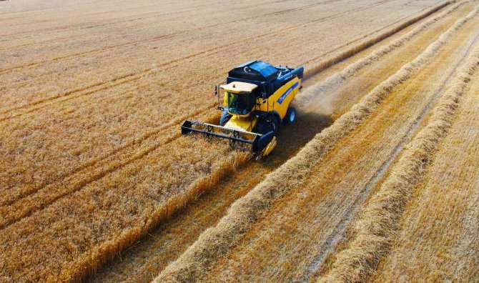 Ukrayna-rusya Savaşıyla Önemi Artan Buğdayın Adana’da Hasadı Başladı