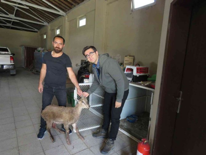 Çoban Köpeklerinin Saldırısına Uğrayan Yaban Keçisi Tedavi Altına Alındı