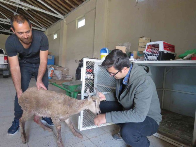 Çoban Köpeklerinin Saldırısına Uğrayan Yaban Keçisi Tedavi Altına Alındı