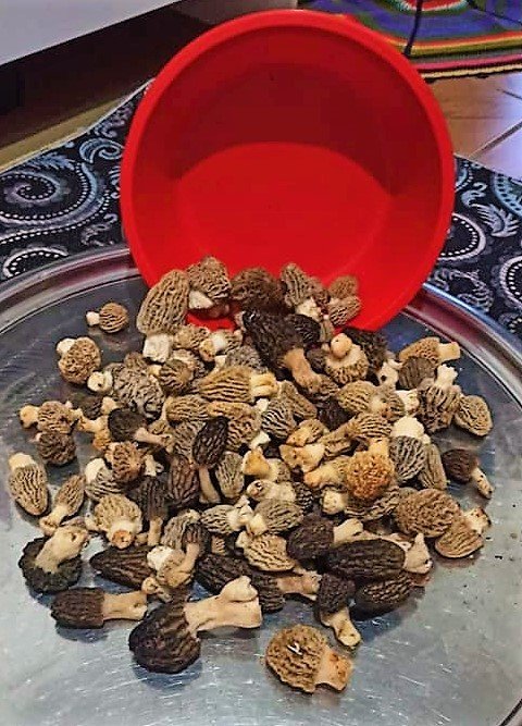 Kuzugöbeğinin Fiyatı Cep Yakıyor