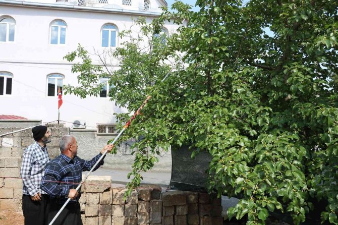 Dut Hasadı Başladı