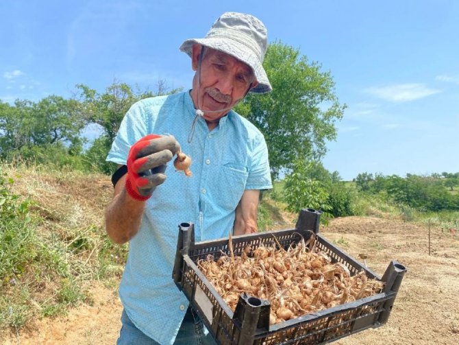 Edirne’de Safranın Soğan Hasadı Başladı