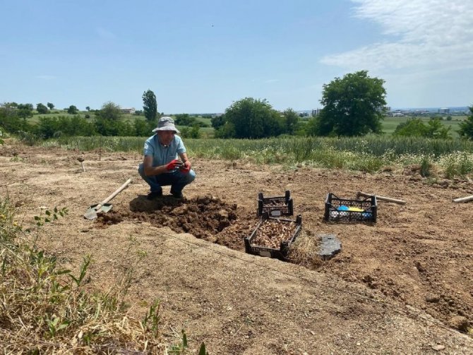 Edirne’de Safranın Soğan Hasadı Başladı