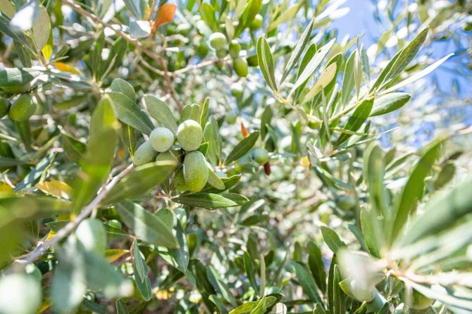 Fuar İ̇zmir’de Zeytinyağı Müzayedesi