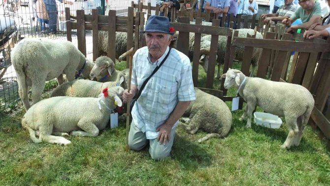 Balıkesir’de Bahar Şenliği’nde Kuzu Ve Oğlaklar Yarıştı