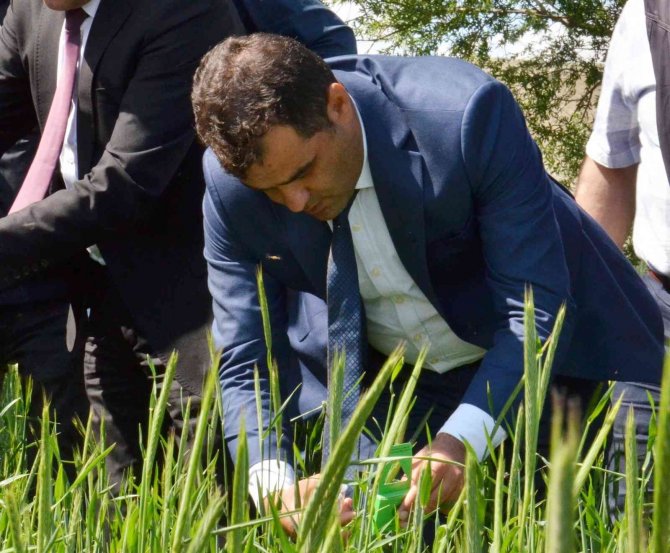 Süne İle Mücadele İçin Tarlalara 130 Bin "Arıcık" Salındı