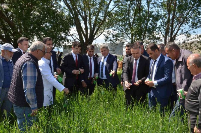 Süne İle Mücadele İçin Tarlalara 130 Bin "Arıcık" Salındı