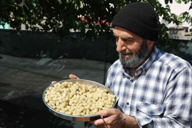 Dut Hasadı Başladı