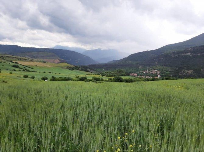 Karabük’te Hububat Düşmanı Süneye Karşı Çalışma Başlatıldı