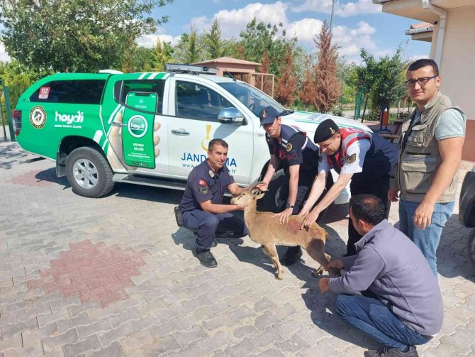 Karaman’da Yaralı Halde Bulunan Dağ Keçisi Tedavi Altına Alındı