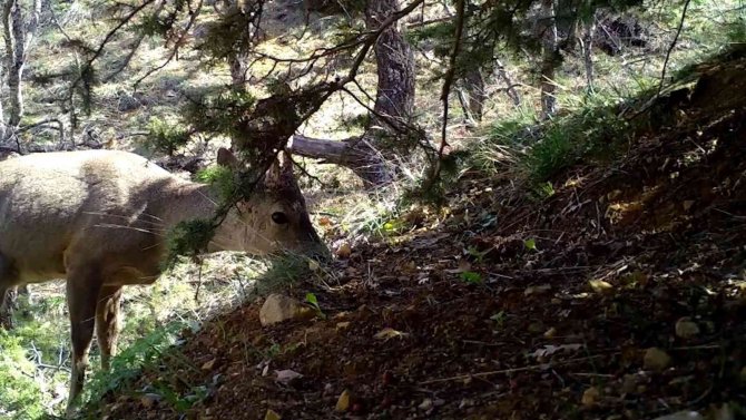 Kırıkkale’de Yaban Hayatı Fotokapanla Görüntülendi