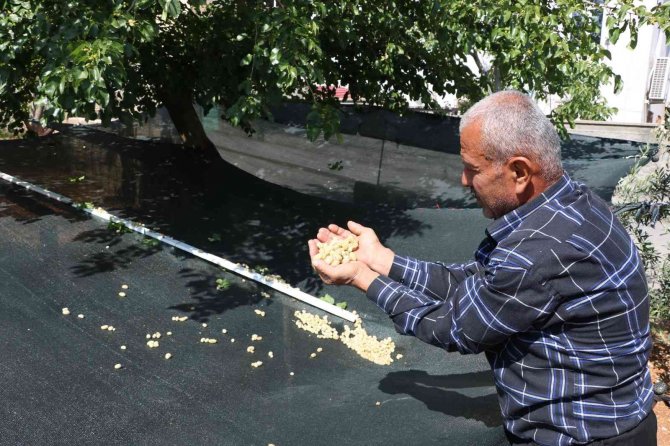Dut Hasadı Başladı