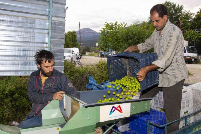 Büyükşehir Belediyesinden Mut’a Bir Erik Boylama Makinesi Daha