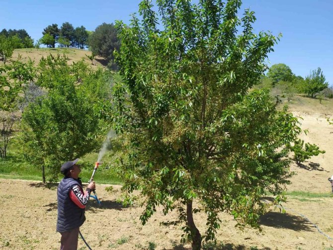 Meyve Üreticilerine İlaçlama Uyarısı