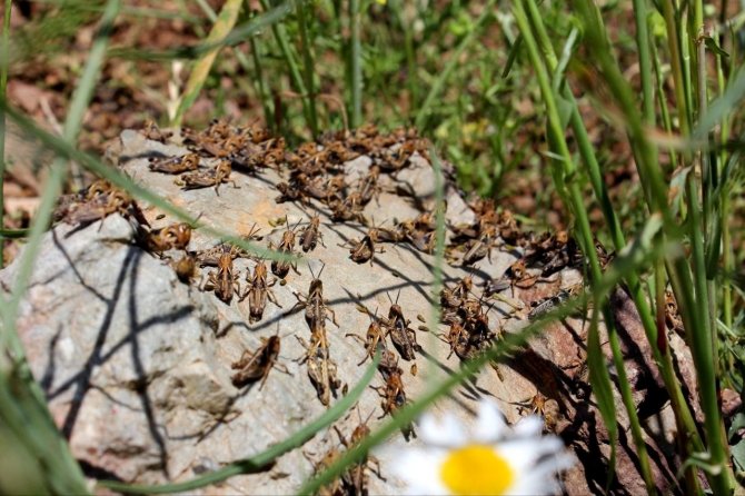 Çiftçilerin Korkulu Rüyası Çekirgeler Tarım Arazilerini İstila Etti