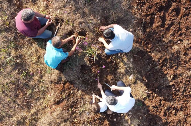 Tazesinin Kilosu 300, Tozu Bin 800 Tl