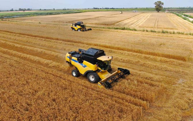 Ukrayna-rusya Savaşıyla Önemi Artan Buğdayın Adana’da Hasadı Başladı