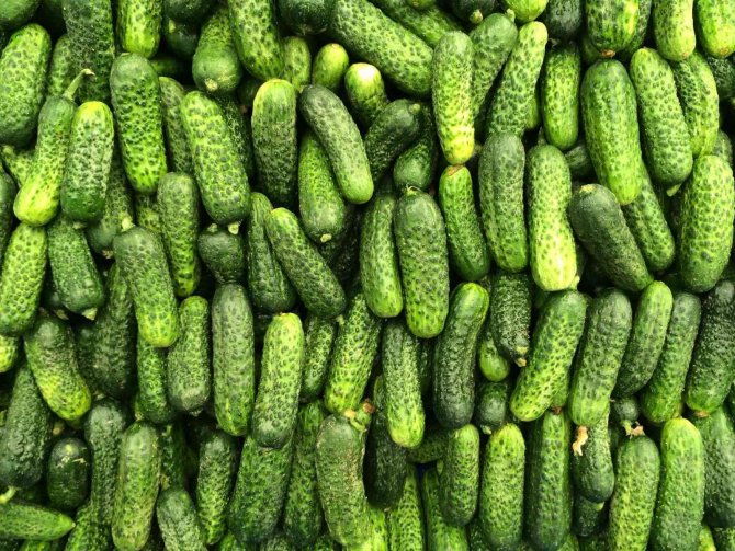 Kornişon İhracatında Hedef, 200 Milyon Dolar