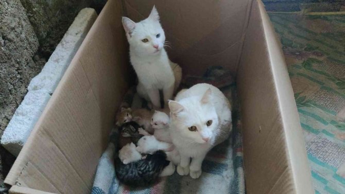 Uyanık Kedi, Yavrularını Annesine Verip Kendisi Bahçede Dolaşıyor