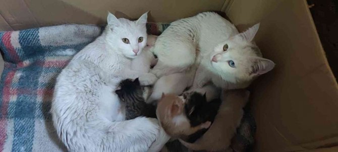 Uyanık Kedi, Yavrularını Annesine Verip Kendisi Bahçede Dolaşıyor