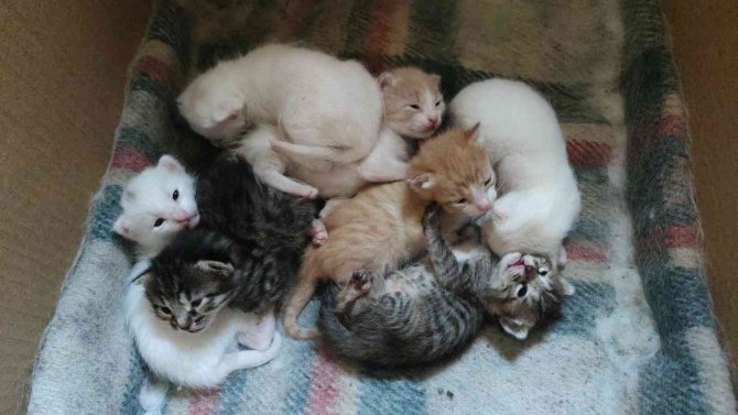 Uyanık Kedi, Yavrularını Annesine Verip Kendisi Bahçede Dolaşıyor