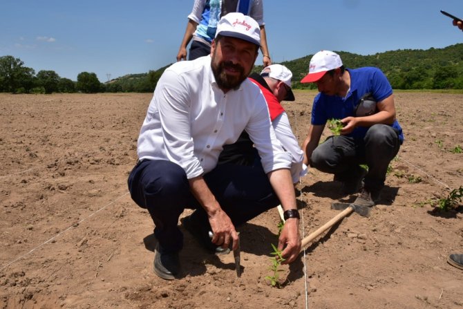 200 Yıl Sonra Sındırgı’da Kök Boya Bahçesi Kuruldu