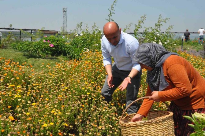 Altınova Belediyesi Tıbbi Aromatik Bitkiler Bahçesi’nde Hasat Zamanı
