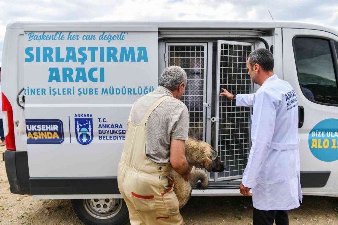 Can Dostlar İçin Türkiye’nin En Kapsamlı Kısırlaştırma Seferberliğini Başlattı
