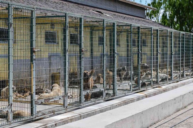 Can Dostlar İçin Türkiye’nin En Kapsamlı Kısırlaştırma Seferberliğini Başlattı