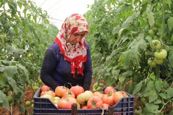 Antalya’da Serada 40 Dereceye Yaklaşan Sıcaklıkta Domates Hasadı