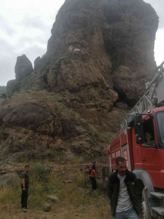 Kayalıklarda Mahsur Kalan Keçiler İtfaiye Ekipleri Tarafından Kurtardı