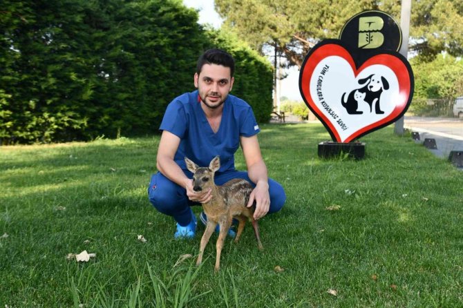 Yavru Karaca Doğada Yeniden Koşabilecek