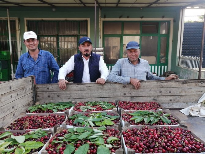 Bursa’da Kiraz Hasadı Başladı