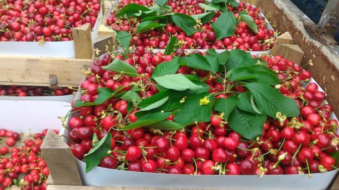 Bursa’da Kiraz Hasadı Başladı