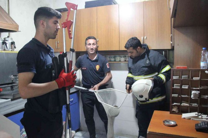 Kahvehaneye Giren Kirpiyi İtfaiye Ekipleri Çıkardı