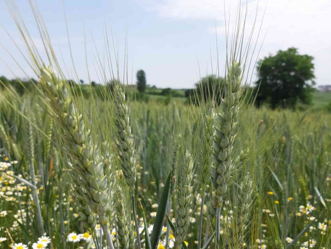 Yağışların Buğday Rekoltesini Arttırması Bekleniyor